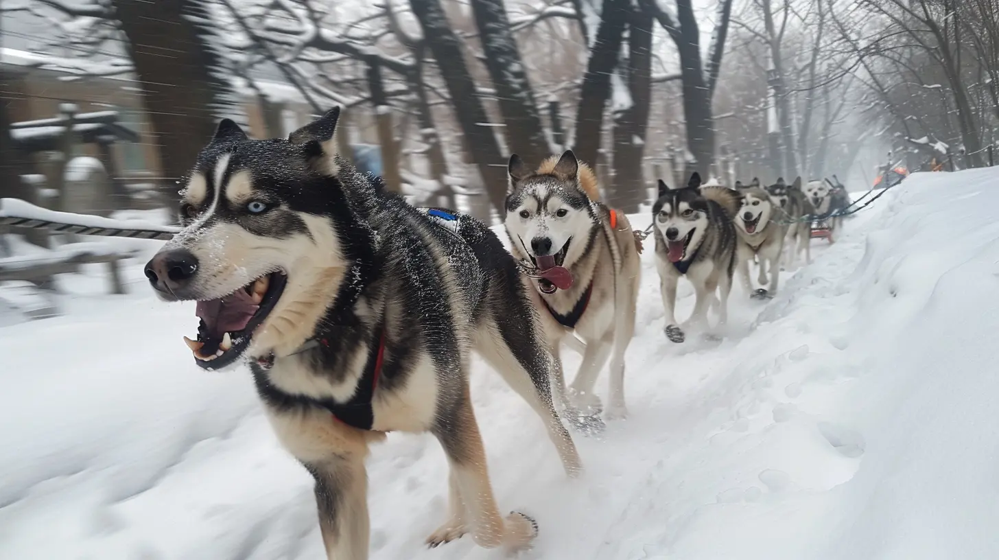 The Thrill of the Arctic: Dog Sledding Over Snow-Covered Trails