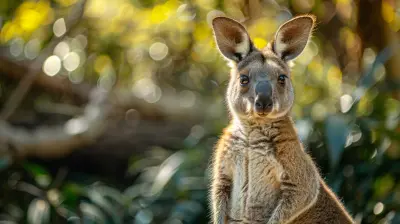 Australian Wildlife Safari: Encounters with Kangaroos, Koalas, and More